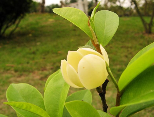 The propagation method of Michelia mollissima what about the black rot of yellow leaves