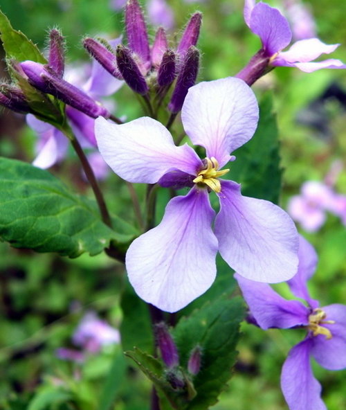 How long is the flowering period of the culture method of Pueraria lobata?