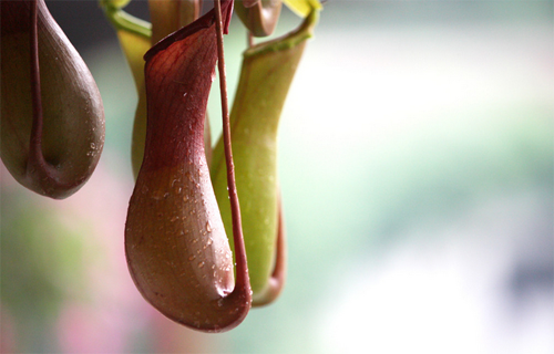 Nepenthes plant pests scale insects leaf spot blight