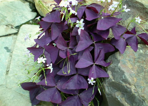 How to cultivate Purple Leaf Oxalis? can it be cultured in Water?