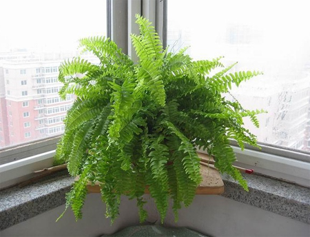 Can the culture methods and matters needing attention of Boston fern be cultured in water?