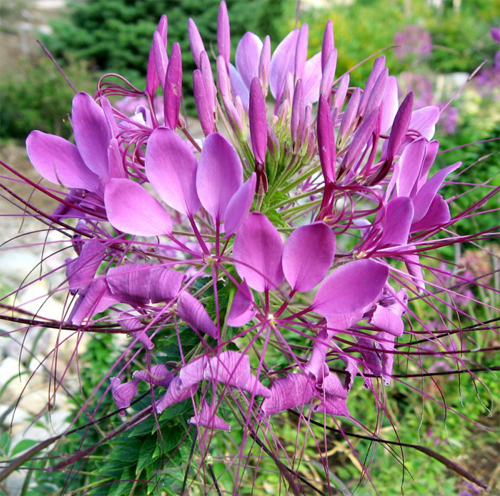 The planting method of drunken butterfly flower: how long is the florescence?