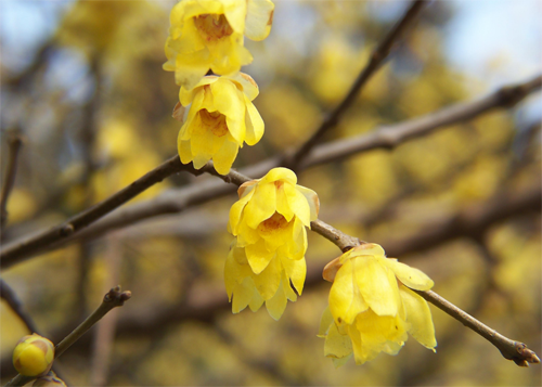 The difference between the culture methods and matters needing attention of preserved plum and plum blossom