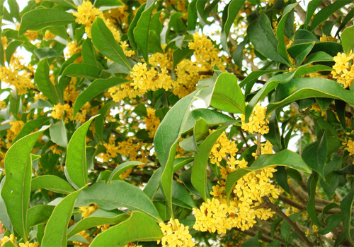 What if sweet-scented osmanthus does not blossom if it is not fragrant in control of diseases and insect pests?