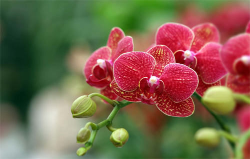 How much is the culture method of Phalaenopsis?