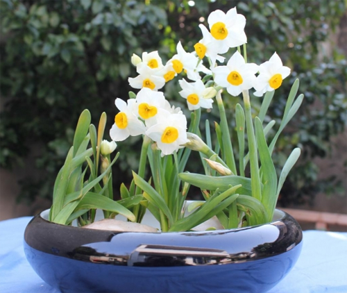 The culture method of daffodils what if the leaves turn yellow?