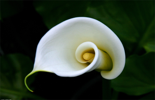 Can the breeding methods and precautions of calla lilies be put in the bedroom?