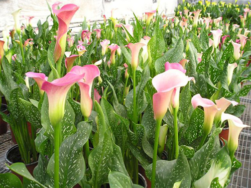 Causes of rotting roots of colored calla lilies