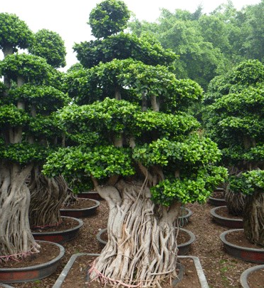 How much is the culture method of bonsai of small leaf banyan?