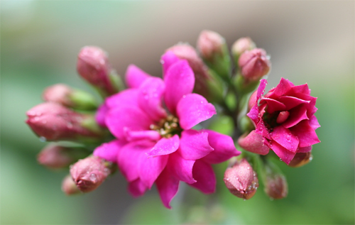 What is the method of propagation of longevity flowers? what if the rotten roots turn black?