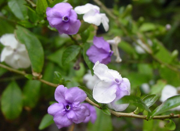 Two-color jasmine picture culture methods and matters needing attention of two-color jasmine