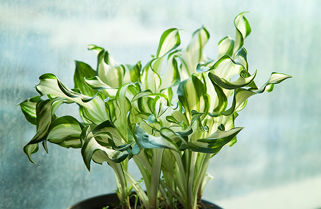 Pictures of flower leaf Hosta cultivation of flower leaf hairpin