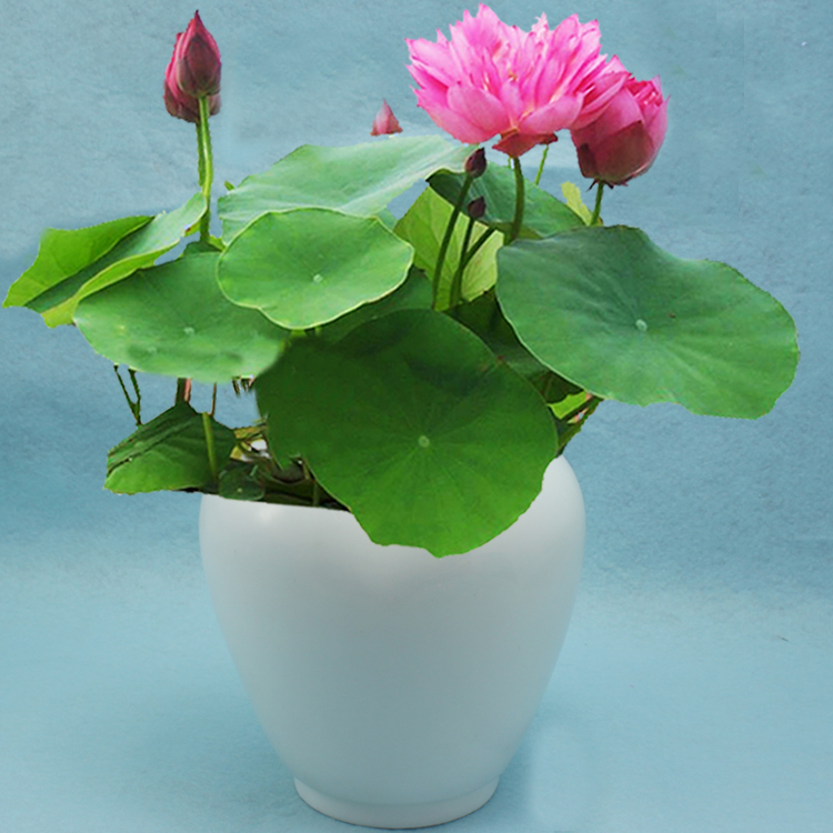 The planting method of bowl lotus