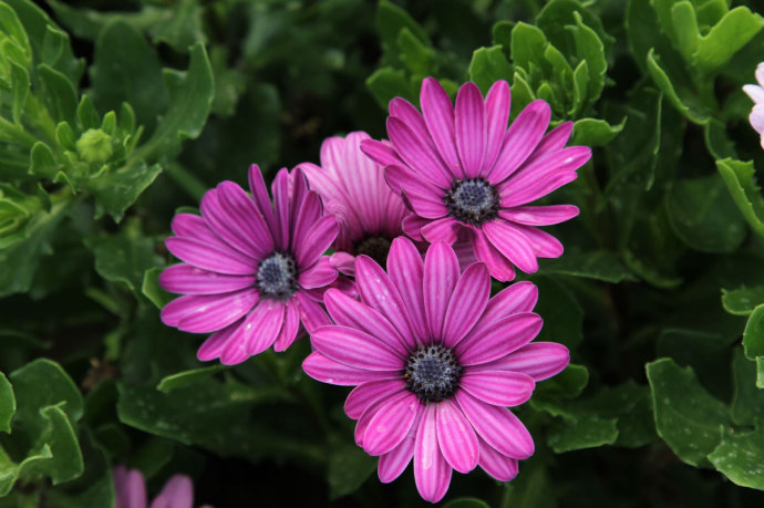 Culture methods and precautions of South African marigold pictures of South African marigold