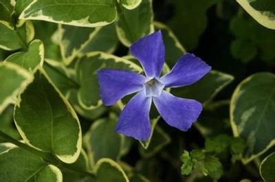 Picture of how to grow flowers and leaves and periwinkle