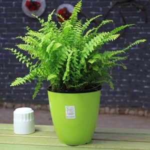 Culture methods and precautions of Boston fern pictures of Boston fern