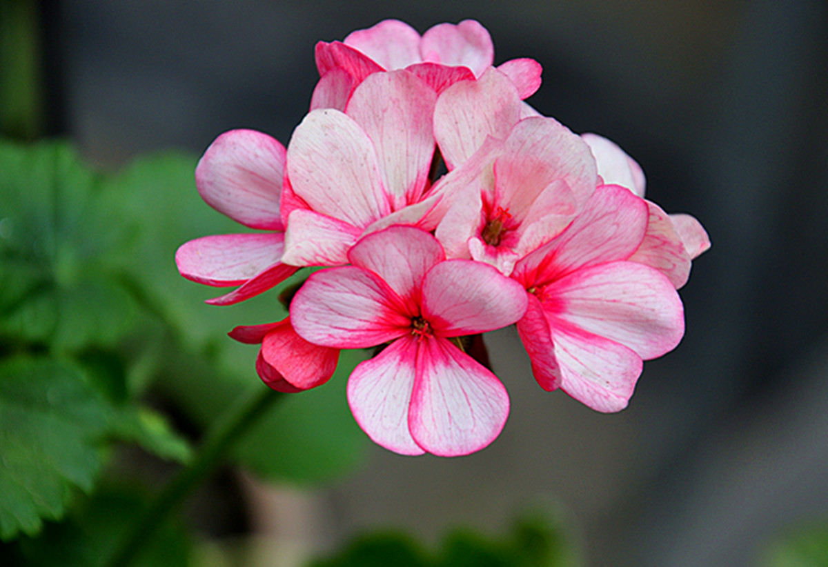 Are geraniums poisonous? culture methods and matters needing attention of geraniums