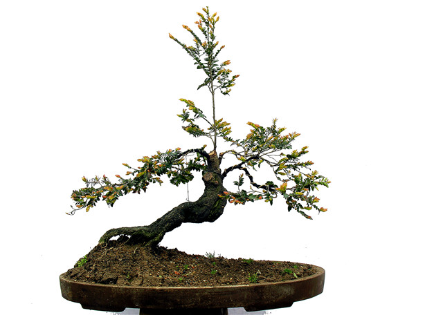 Appreciation and cultivation of bonsai pictures of black bone tea