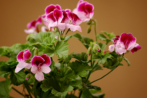 Picture of how to raise a large-flowered geranium