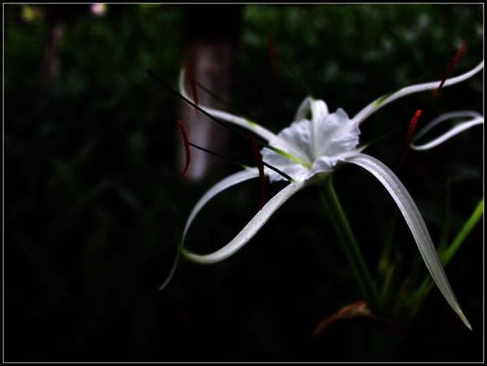 Pictures of Magnolia angustifolia Culture method