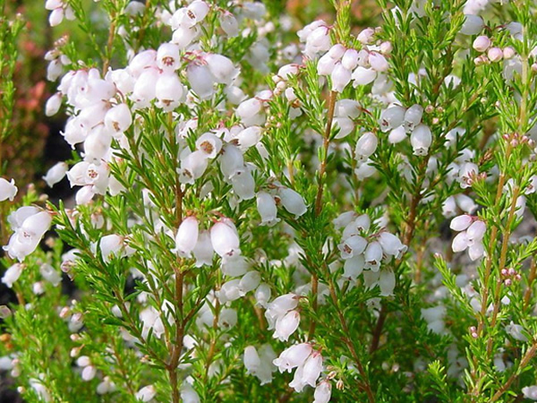 How to grow Rosemary A complete Collection of planting methods of Rosemary