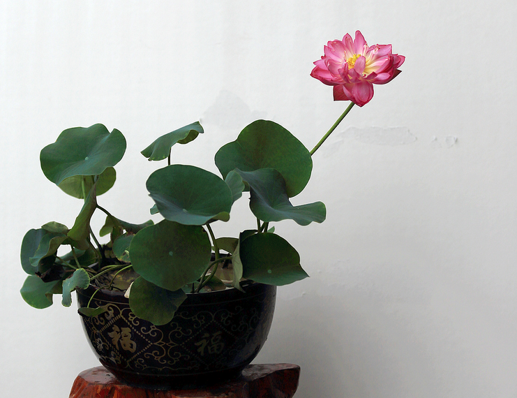 Potted lotus cultivation method