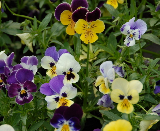 The culture method of large flower pansy is released greatly.