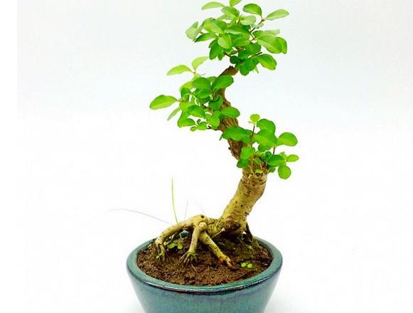 Tips on Transplantation and maintenance of Water Wax Bonsai