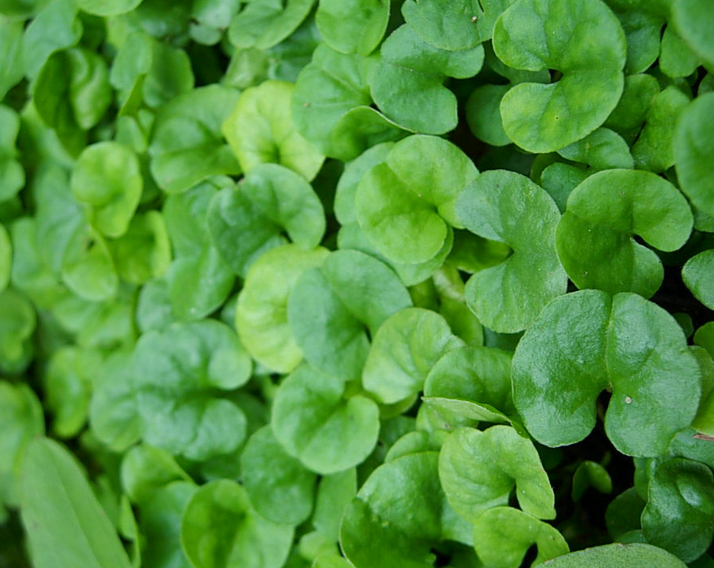 Planting method of Dichondra repens value of Dichondra repens