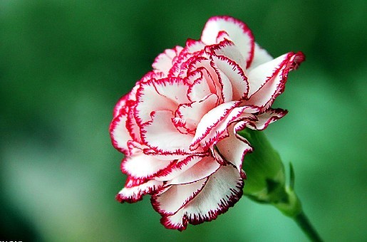 Tips for breeding potted carnations