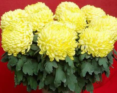 What is the breeding method of chrysanthemum? How to deal with chrysanthemum potted plants attacked by red spiders? ...