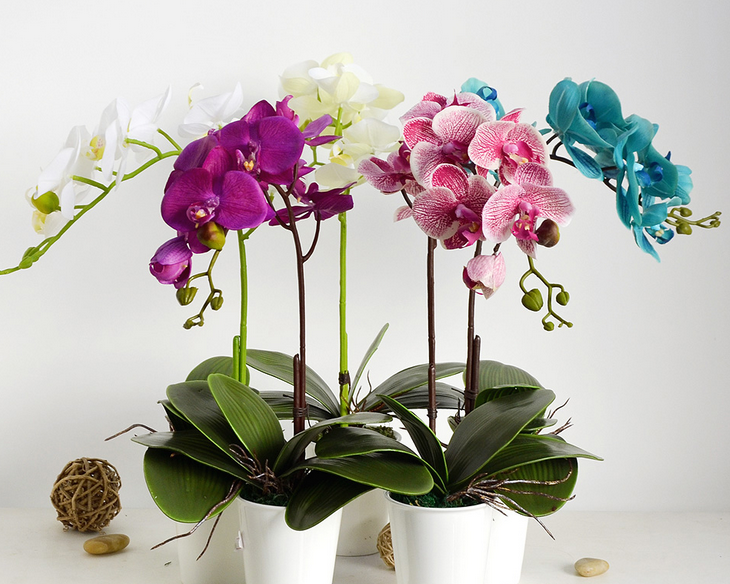 Phalaenopsis cultivation methods and precautions