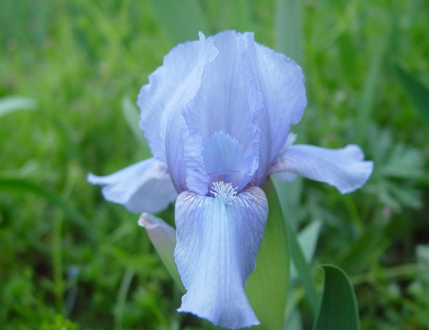 German Iris culture methods, these techniques should be remembered.