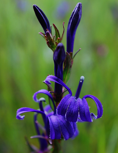 There are three points to pay attention to when planting gentian.