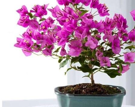 Bonsai cultivation of leaf flower cultivation techniques