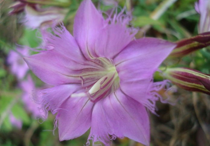 What are the methods of how to plant gentian? How about the prospect and benefit analysis of planting environment?