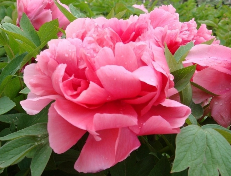 Analysis on the Culture methods of off-season Peony enjoy the four Seasons