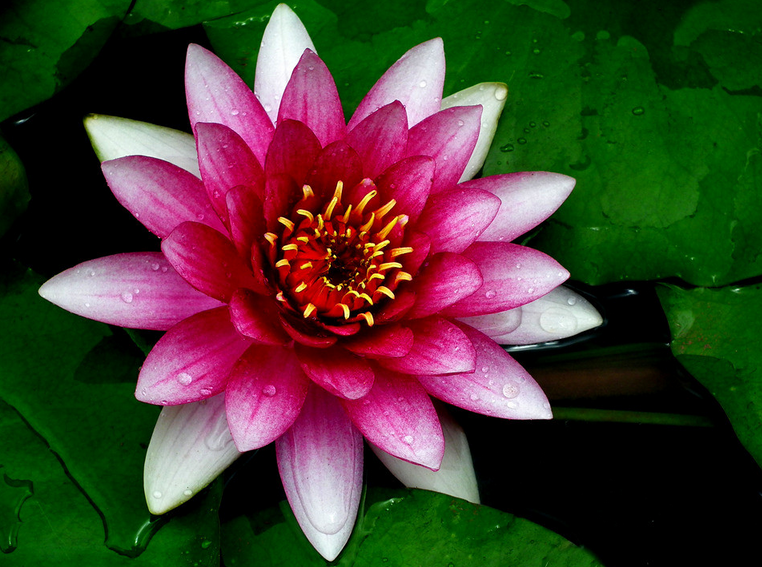 Water lily cultivation methods and precautions inventory