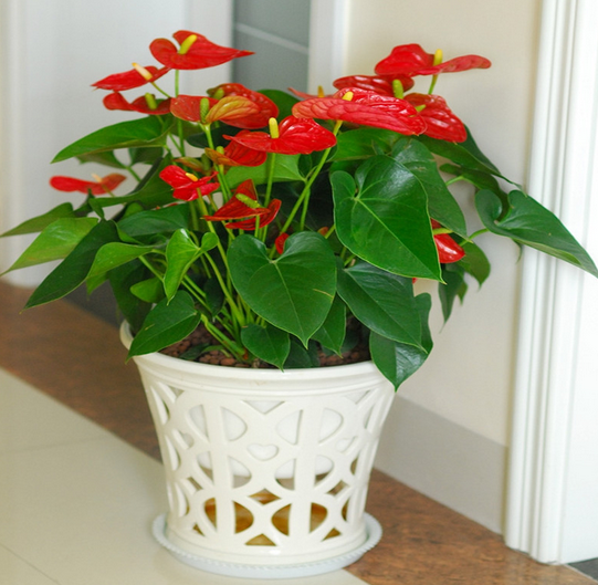 Essential points for the maintenance of green plants at home