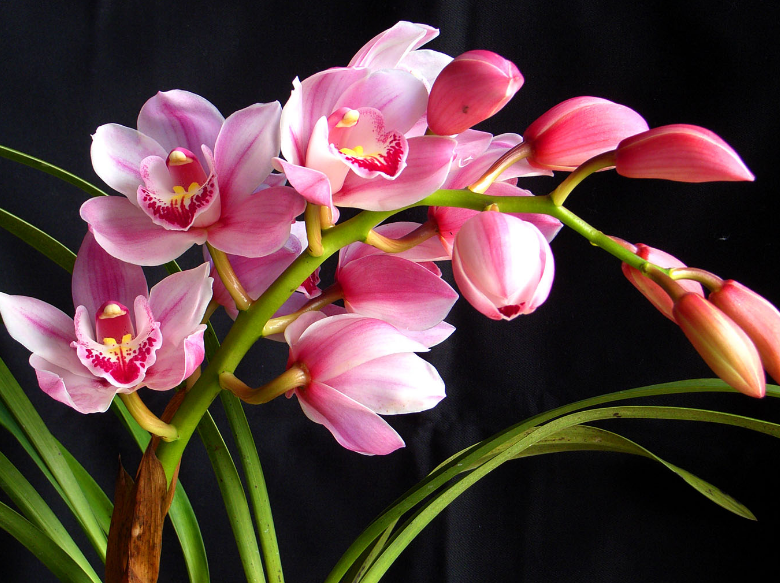 Cultivation methods of Cymbidium grandiflora key points for conservation of Cymbidium in four seasons