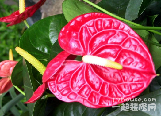 How to cultivate Anthurium andraeanum in hydroponics to make your indoor potted plants more beautiful