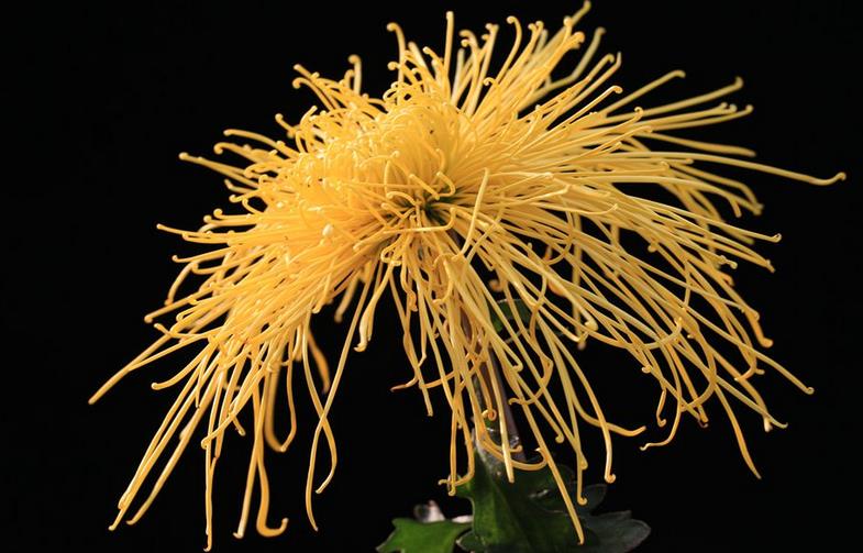 What are the causes of chrysanthemum malformations? What are the various reproductive methods of chrysanthemum?