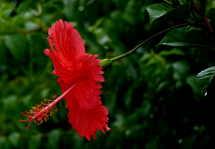 An Analysis of the Culture methods of Mulberry Leaf Peony to teach you to cultivate Mulberry Leaf Peony easily