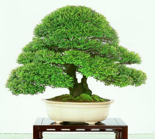 How to cultivate sandalwood and red sandalwood bonsai