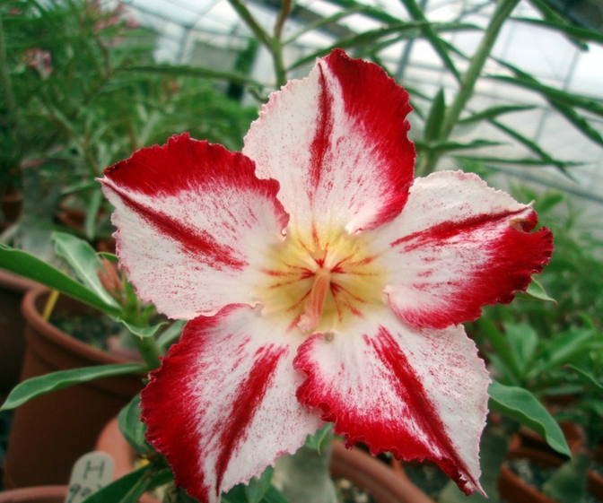 Desert rose cultivation methods and precautions