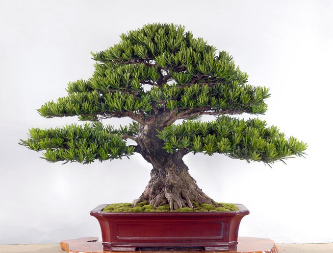 What are the culture methods of Japanese mohan pine