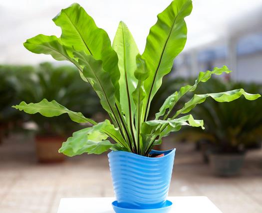 What is the function of bird's nest fern? What are the points for attention in breeding bird's nest ferns?