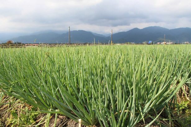 Four Seasons Scallion Powder Scallion, what kind of onion do you eat? Why is Samsung onion so long? Experts teach you to pick onions.