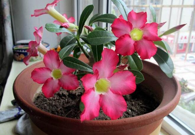 Experience of planting desert roses blooming all the year round-how to match the soil