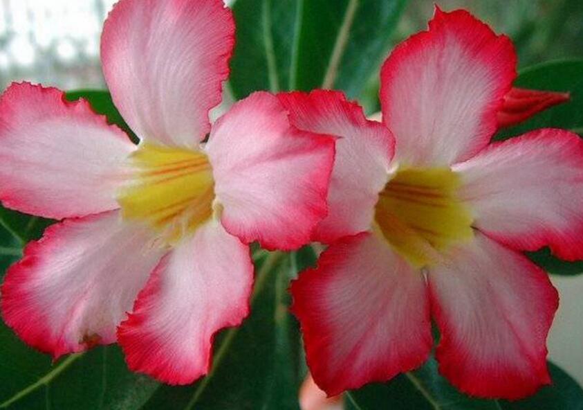 Experience of planting desert roses that bloom all the year round-how to change pots and fertilize